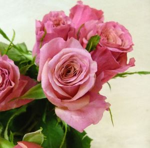ROSE MAGIC SILVER KENIA 50
